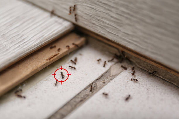 Best Mosquito Control Services  in Rapid City, MI