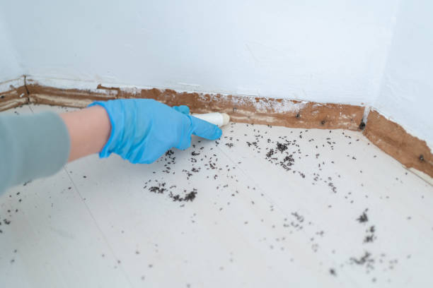 Best Pest Control Near Me  in Rapid City, MI